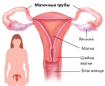 маточные трубы
